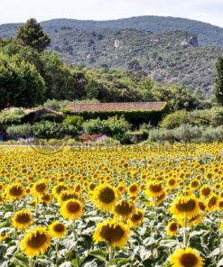 Sonnenblumenfeld in der Provence - Bildtankstelle.de