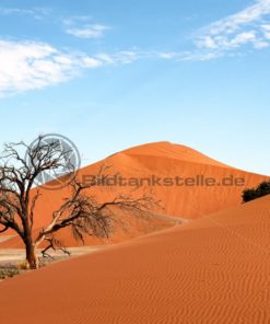 einsamer Baum mit roter Düne bei Sossusvlei, Namibia, Afrika - Bildtankstelle.de