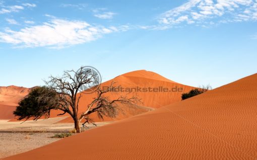 einsamer Baum mit roter Düne bei Sossusvlei, Namibia, Afrika - Bildtankstelle.de