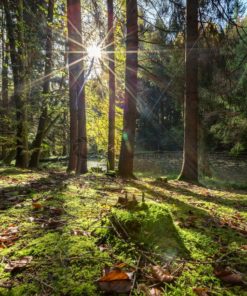 lichter Herbstwald im Gegenlicht, Saarland - Bildtankstelle.de
