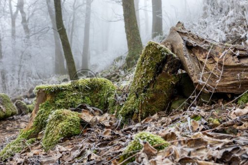 Winterstimmung im Wald, Saarland - Bildtankstelle.de