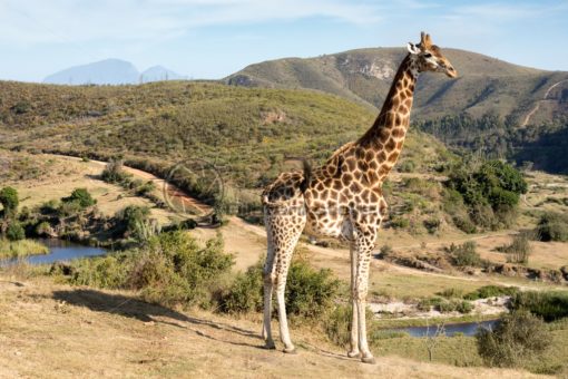 stolze Giraffe in Südafrika - Bildtankstelle.de