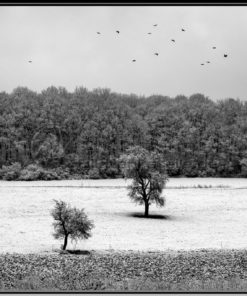 Winterlandschaft in schwarz-weiß - Bildtankstelle.de